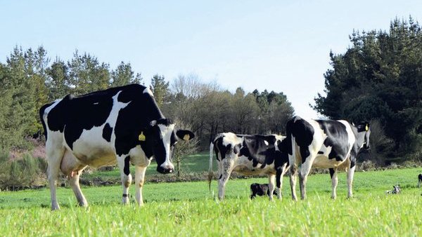 Friol acolle unha xornada sobre a pegada de carbono en ganderías de produción ecolóxica