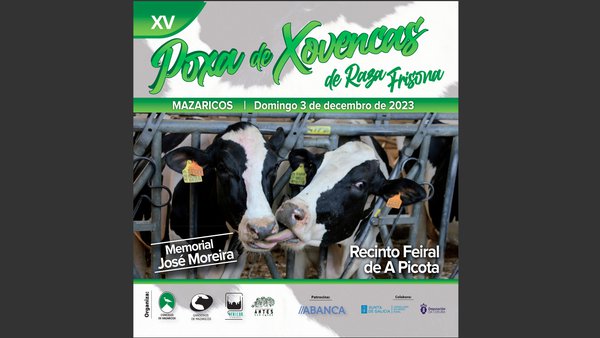 Mazaricos celebra este domingo su subasta de novillas frisonas