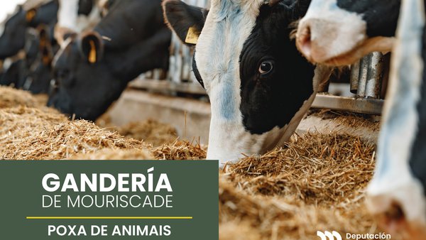 Mouriscade subastará una veintena de animales el próximo 19 de noviembre con todas las garantías sanitarias