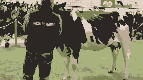 Africor Lugo y Africor Coruña organizan dúas poxas de gando esta fin de semana en Galicia