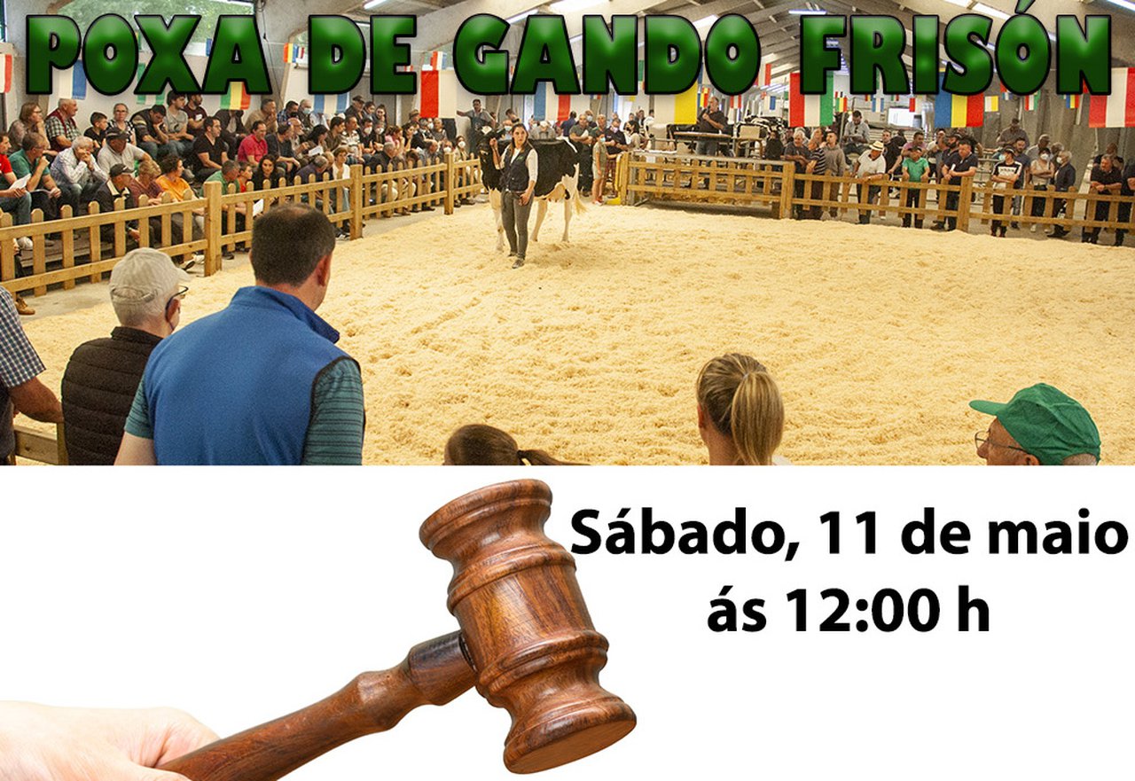 Nova poxa de gando frisón, o 11 de maio en Sarria