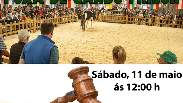 Nova poxa de gando frisón, o 11 de maio en Sarria
