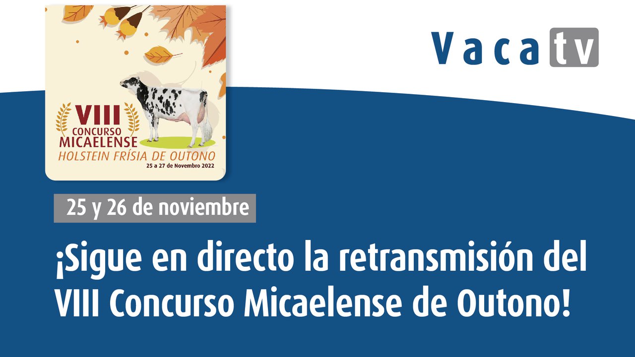 Sigue en directo en Vaca TV o VIII Concurso Micaelense de Outono de Azores!
