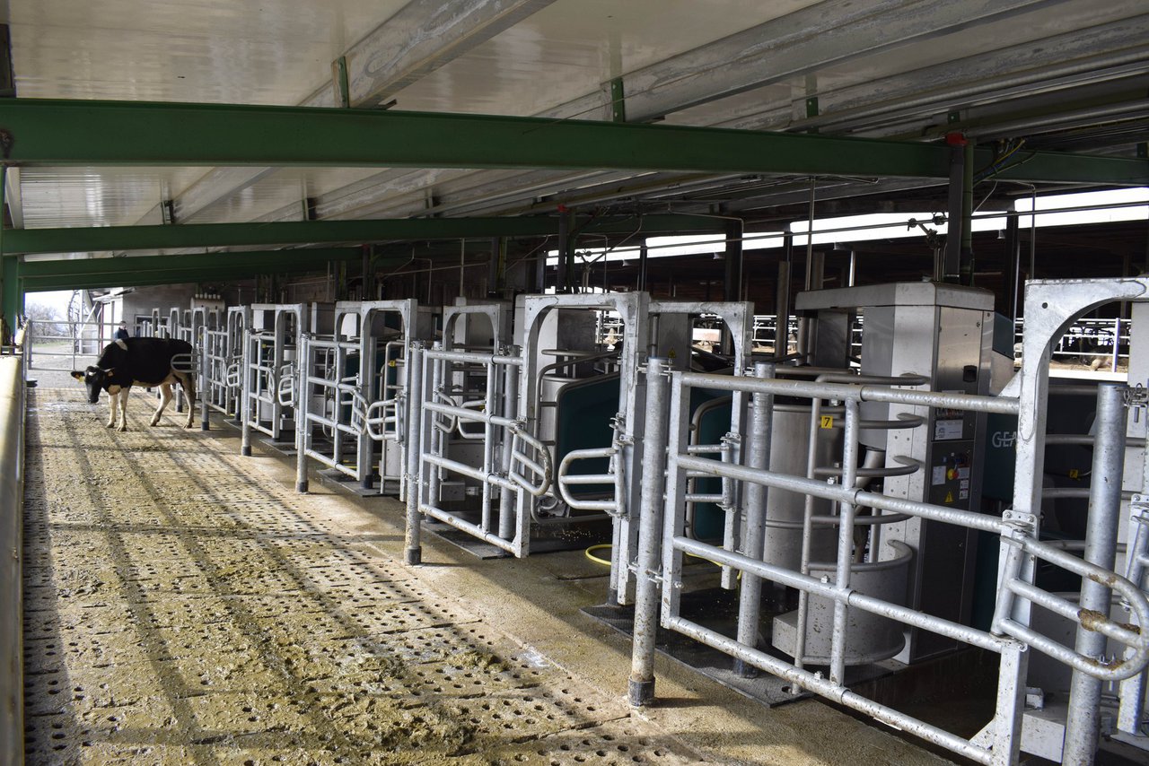 Unha docena de robots GEA para o primeiro Batch Milking de Castela e León