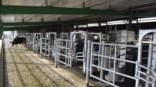 Batch Milking, o novo concepto de GEA para un muxido automatizado por lotes