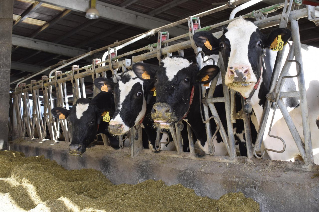 El MAPA registra un precio medio de la leche en España para el mes de julio que se mantiene en los 47 céntimos por litro
