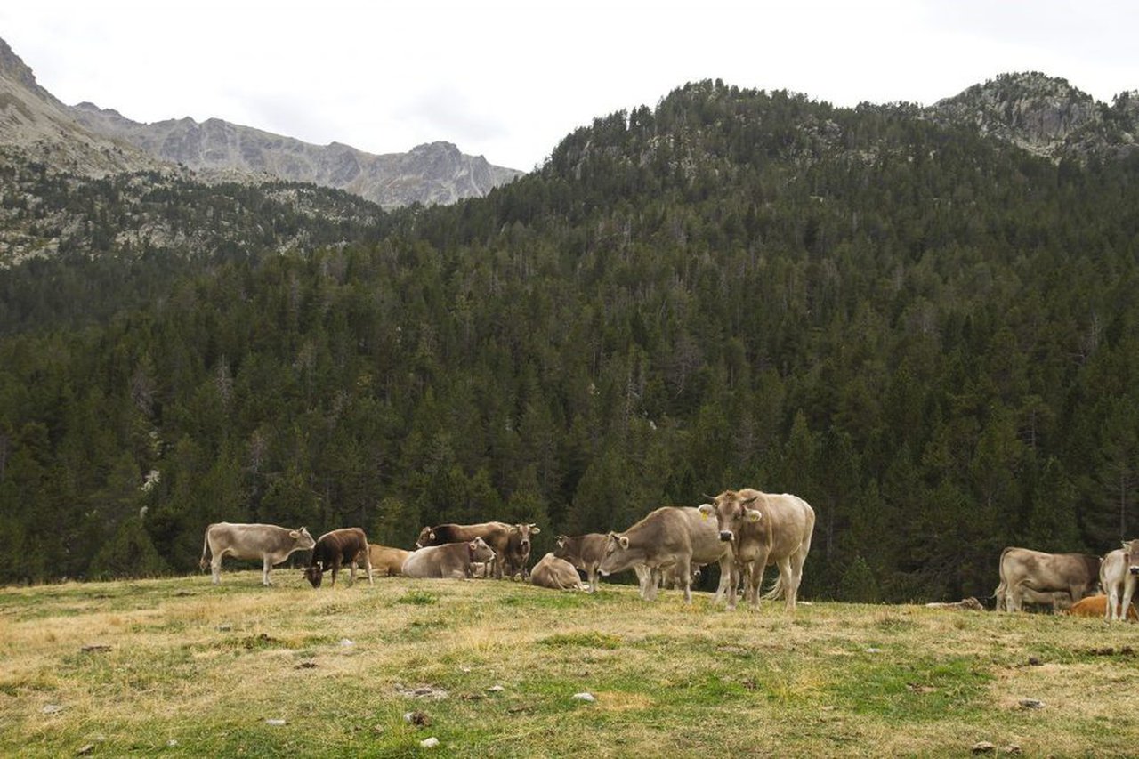 Provacuno destaca el papel de las 'vacas bombero' para la prevención de los incendios forestales