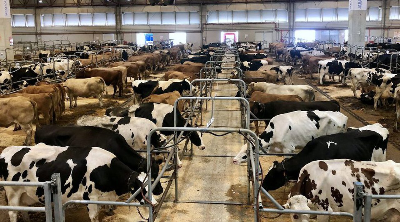 El precio medio de venta de las vacas  de descarte supera los 1.200 euros en Silleda