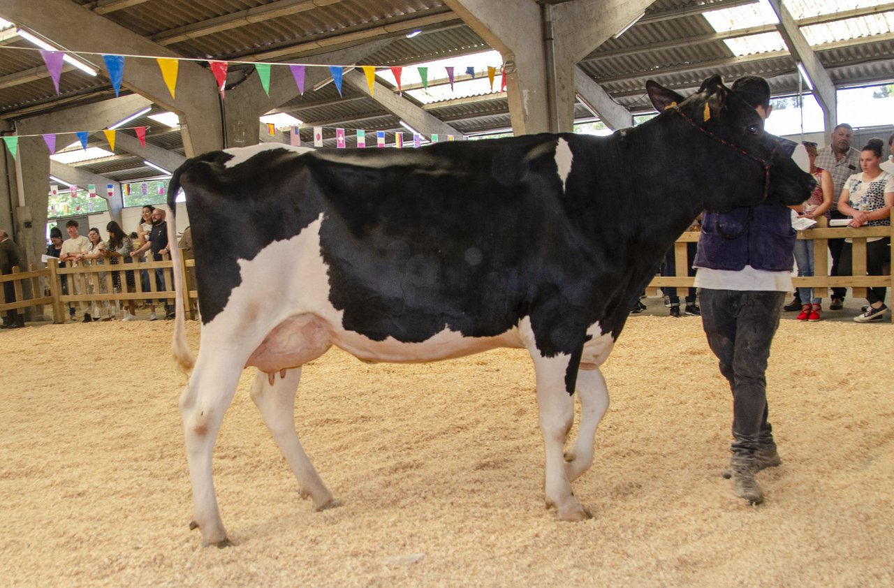 Sarria acogerá este sábado una nueva edición de la subasta de ganado frisón