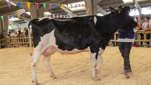 Sarria acogerá este sábado una nueva edición de la subasta de ganado frisón