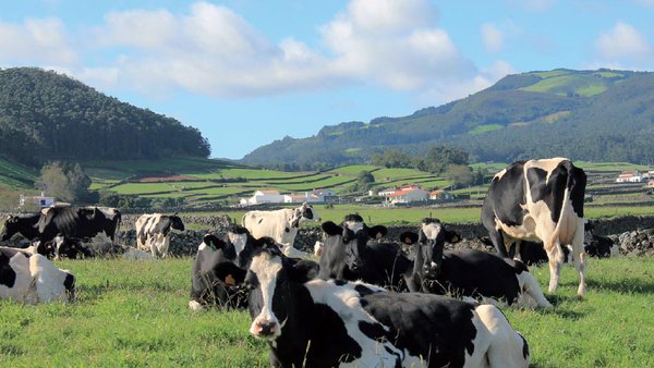 Pedicura bovina na illa Terceira de Azores