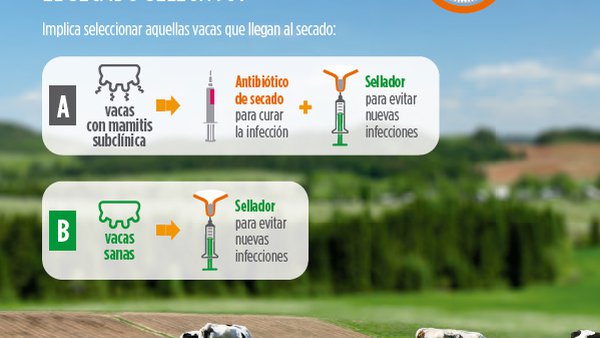 Experiencia de campo prueba la reducción a la mitad del uso de antibióticos sin aumento de las mamitis clínicas