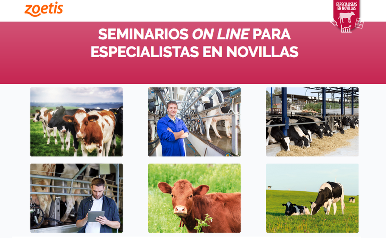 Zoetis continuará os Seminarios Online para Especialistas en Novillas en setembro