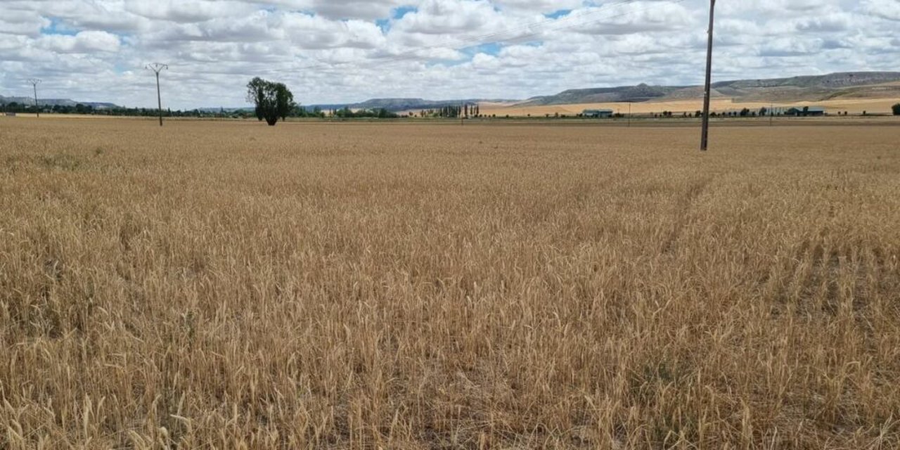 Agroseguro estima indemnizacións superiores aos 300 millóns de euros polos danos provocados pola seca en cultivos herbáceos