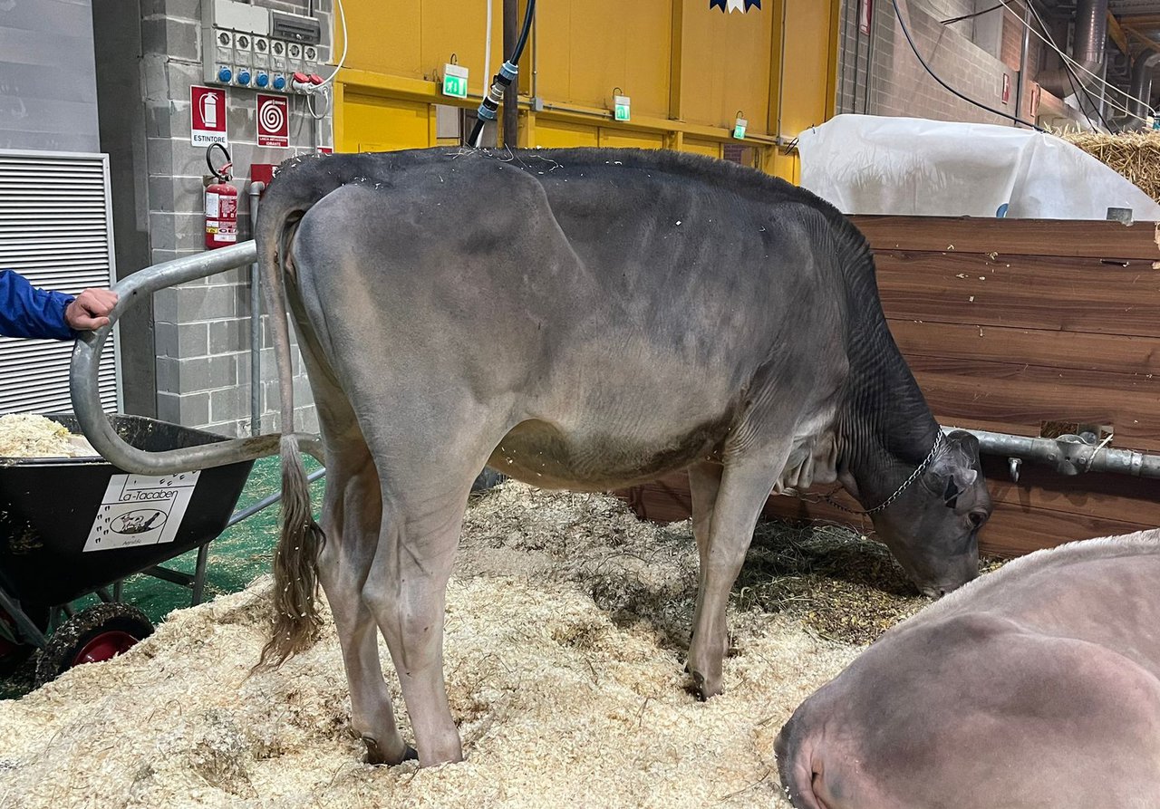 Albon Yule Sunrise, vendida a España por 4.300 euros