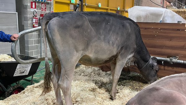 Albon Yule Sunrise, vendida a España por 4.300 euros