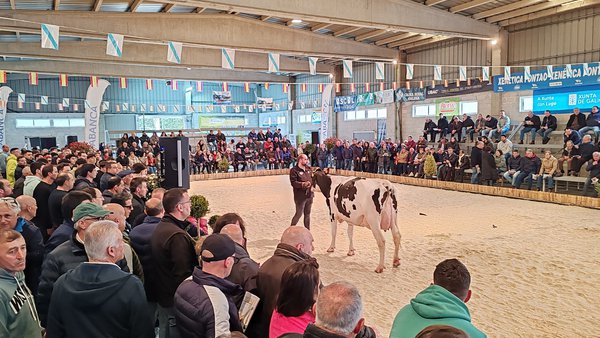 Se convocan las ayudas para fomentar certámenes de ganado bovino selecto en Galicia
