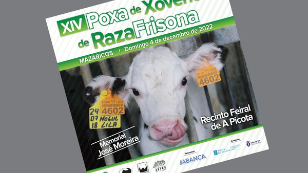 Mazaricos celebra este domingo unha nova edición da súa poxa de xovencas