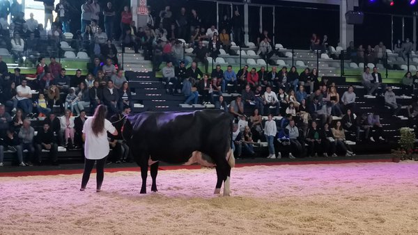 La subasta de Feiradeza alcanzó un volumen de negocios de 49.500 euros