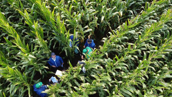 Os híbridos de Syngenta, preparados para resistir as campañas máis atípicas