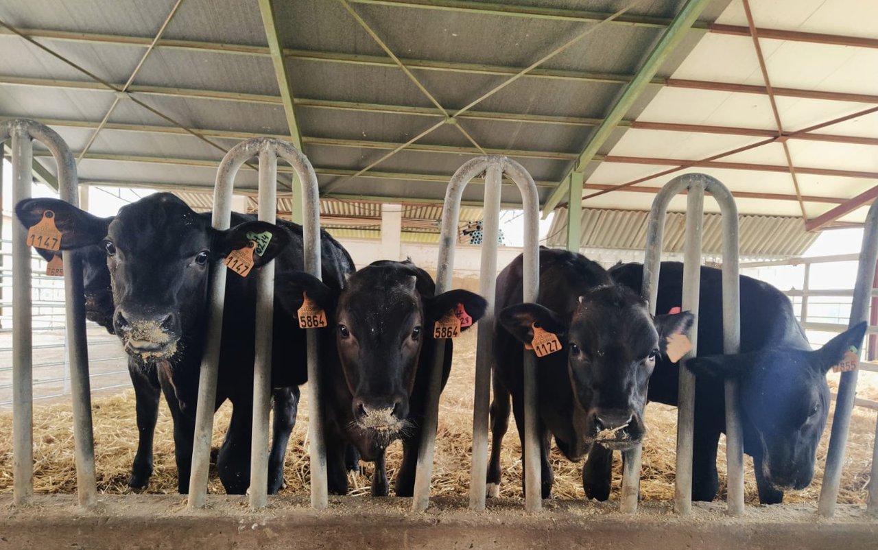 En marcha un proyecto para mejorar la productividad de las ganaderías de vacuno lechero con cruces de Asturiana de los Valles