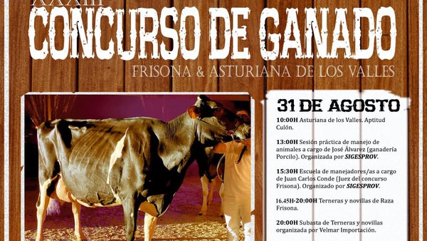 Tineo celebra os seus concursos de gando o último sábado de agosto e primeiro domingo de setembro