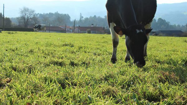Un curso formativo sobre benestar animal terá lugar en Boqueixón
