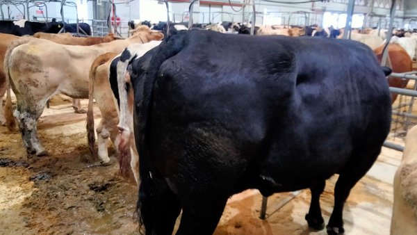 La Central Agropecuaria de Galicia bate el récord de venta de una vaca