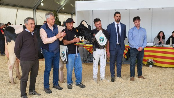 821 Duran Sailing Cardinals se proclamó vaca gran campeona en el Concurso de Campllong