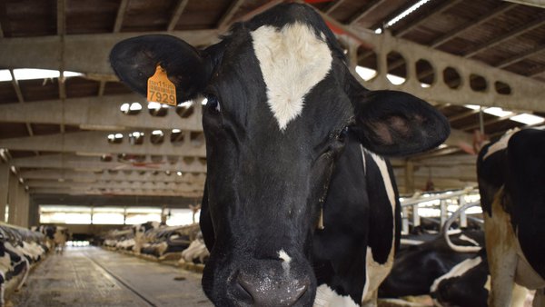 Noviembre confirma la tendencia al alza del precio de la leche en España con descenso de la producción
