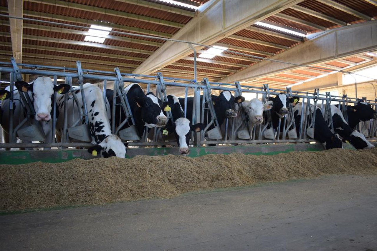 La Xunta de Galicia destina 2,38 millones a 64 asociaciones ganaderas para reforzar la sanidad animal