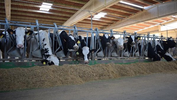 La Xunta de Galicia destina 2,38 millones a 64 asociaciones ganaderas para reforzar la sanidad animal