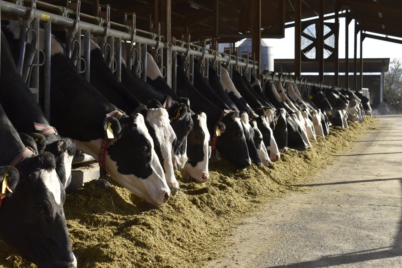 Ampliado el plazo de presentación de solicitudes de las ayudas para la mejora de explotaciones y la incorporación de activos al agro