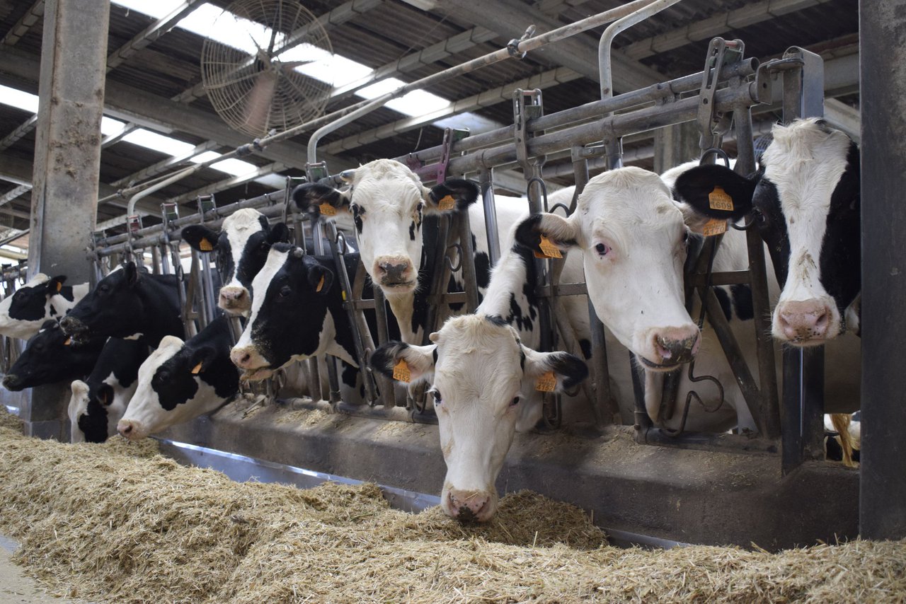 Cae la producción de leche en marzo por tercer mes consecutivo