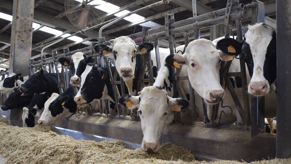 Cae la producción de leche en marzo por tercer mes consecutivo