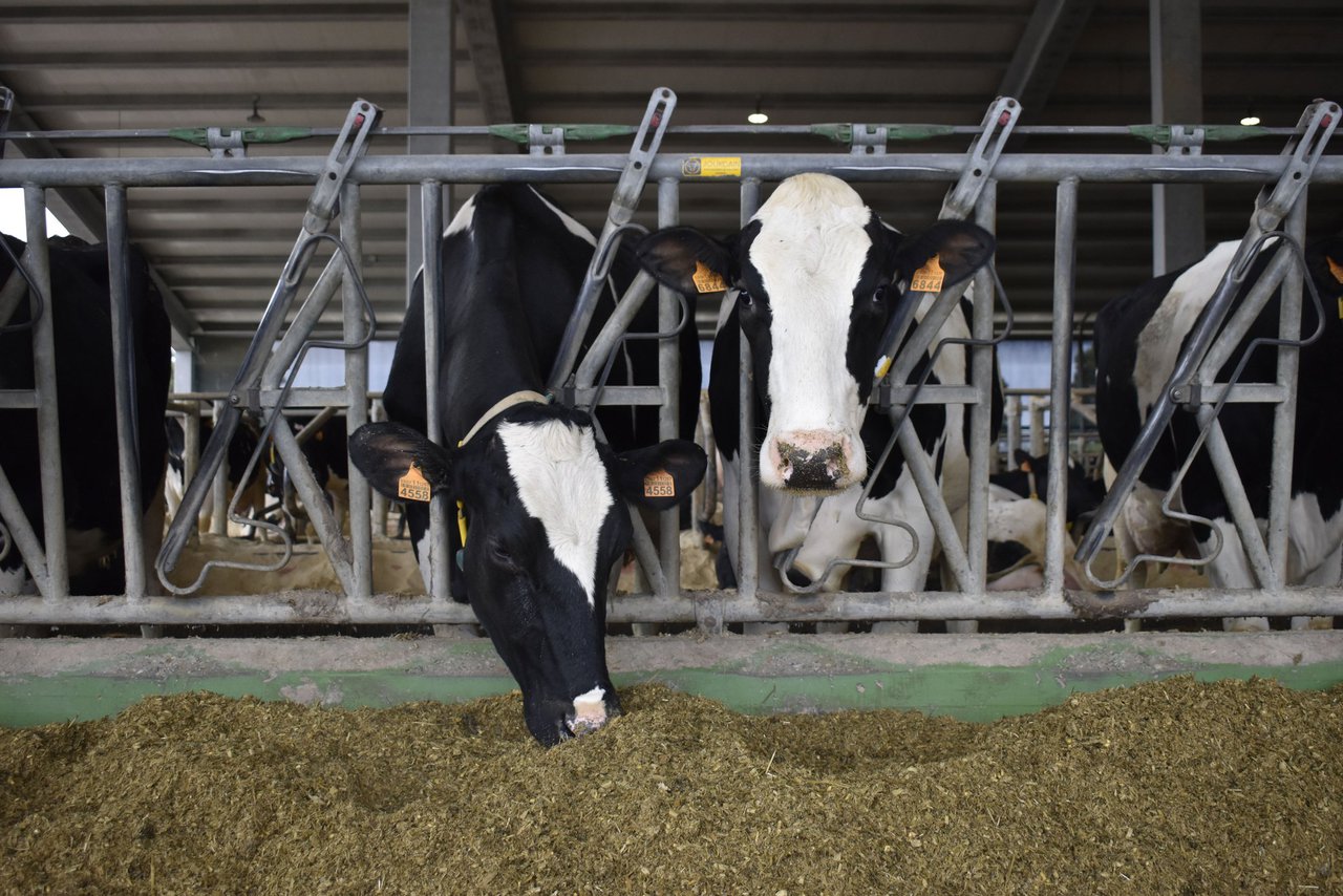El precio medio de la leche en España se incrementa nuevamente en noviembre y baja la producción