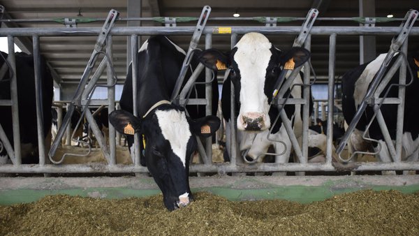 El precio medio de la leche en España se incrementa nuevamente en noviembre y baja la producción