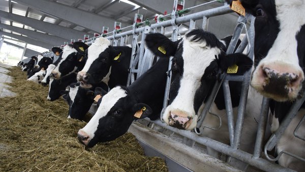 España cerró el 2023 con un precio medio de la leche de 0,52 €/litro