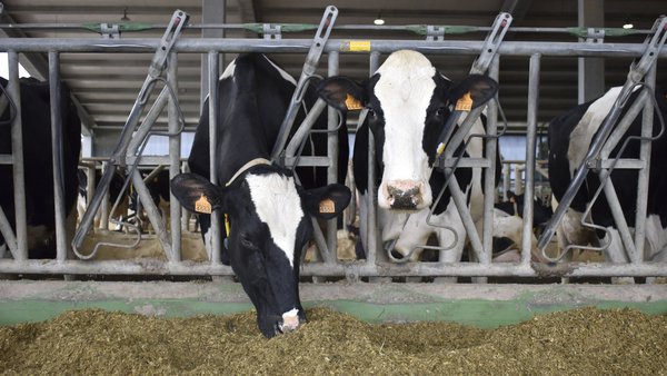 Cae la producción de leche en el mes de junio en España
