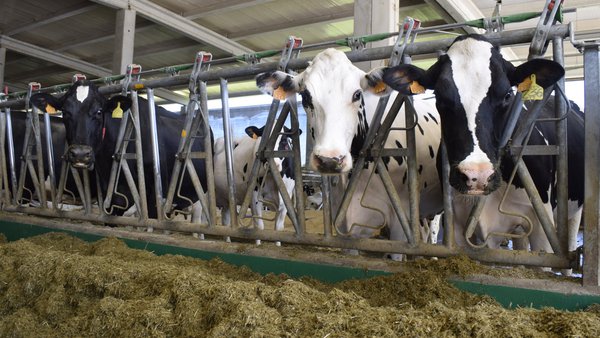 Tendencia positiva en el precio medio de la leche en España para cerrar el año 2024