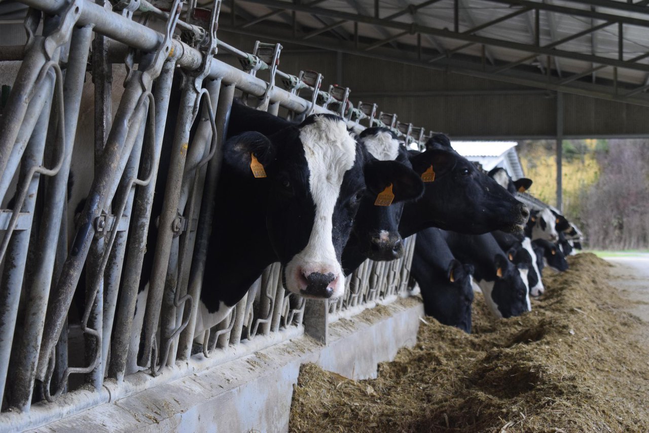 La producción de leche desciende por cuarto mes consecutivo en España y su precio supera los 0,50 €/litro