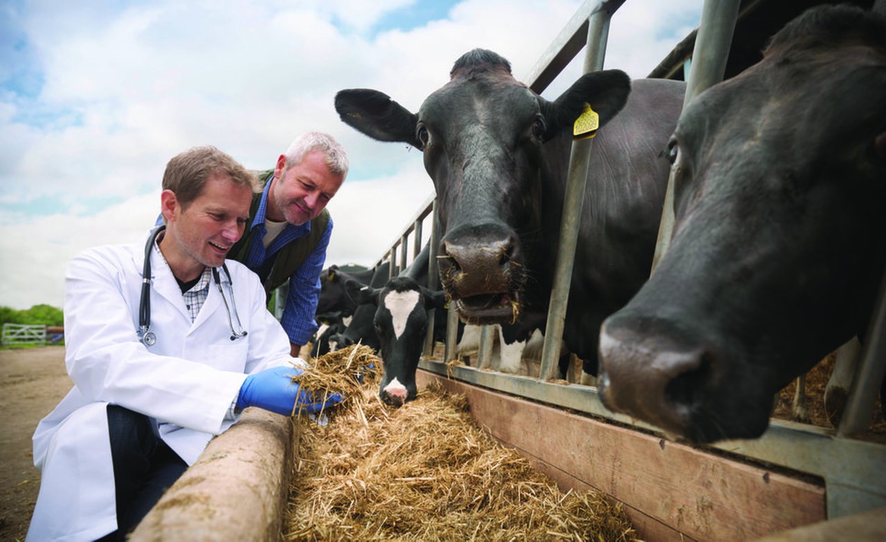 Care4Cattle, unha iniciativa de Bayer para apoiar proxectos innovadores que melloren o benestar en vacún
