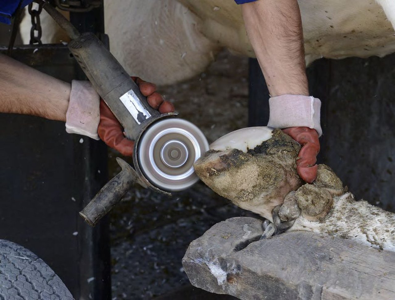 A importancia de realizar recorte funcional de pezuños en vacas leiteiras