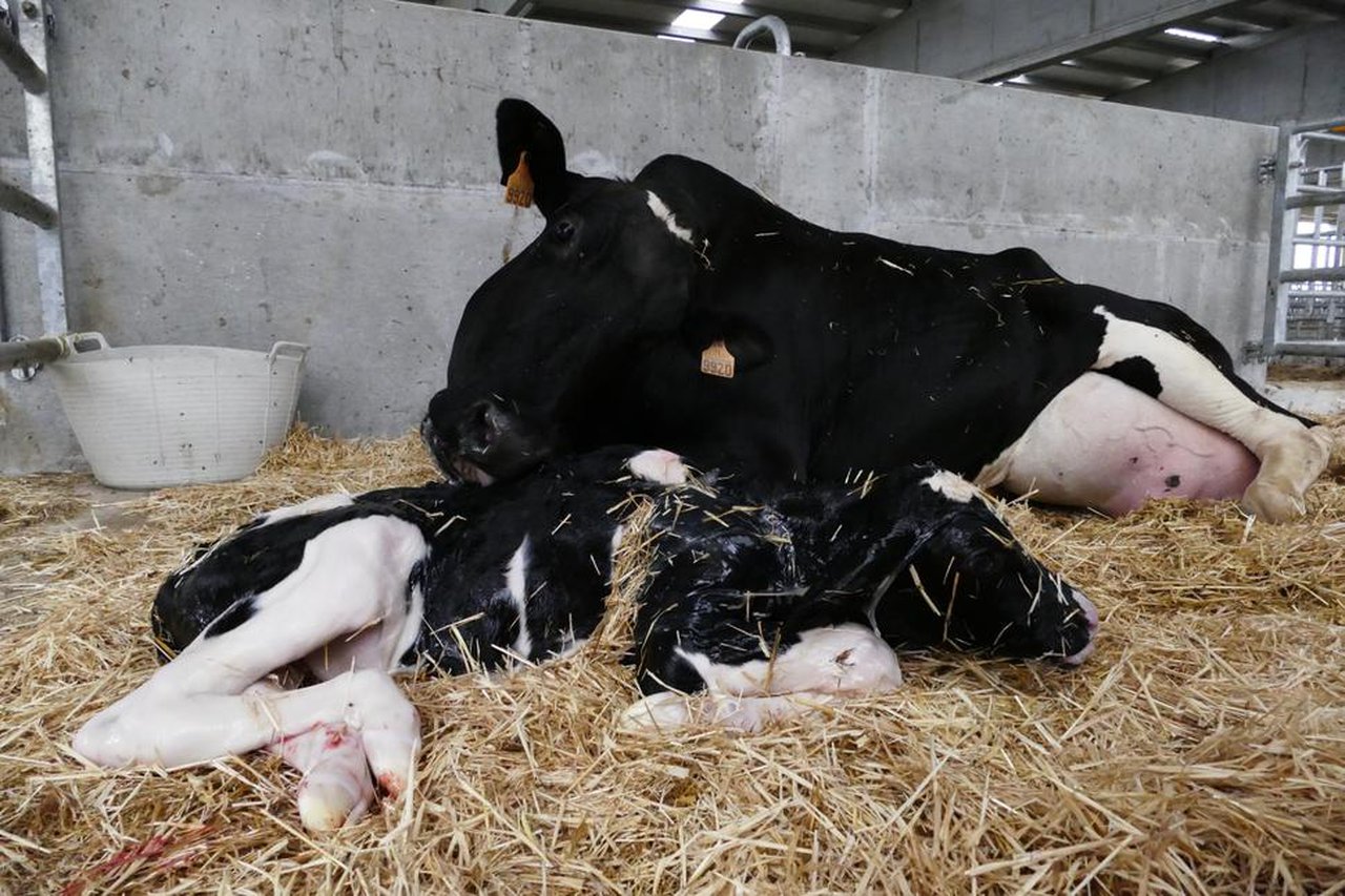 Diarrea neonatal en xatos de Galicia: novos enteropatóxenos e como afrontalos