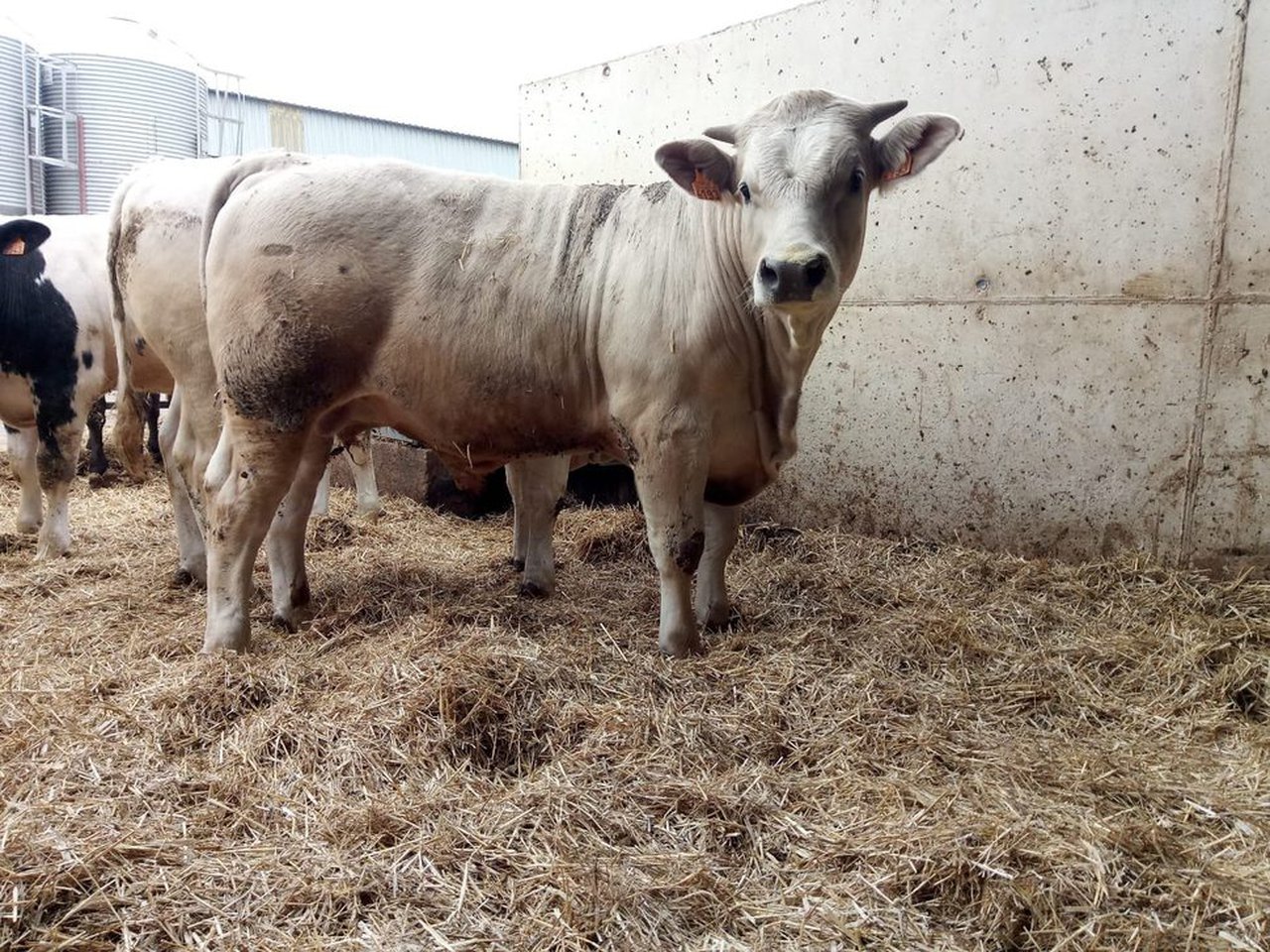 INRA 95 e Charolais Excellence: as razas para optimizar o valor cárnico nas ganderías leiteiras
