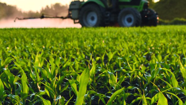 O cultivo de millo: boas prácticas no uso de fitosanitarios