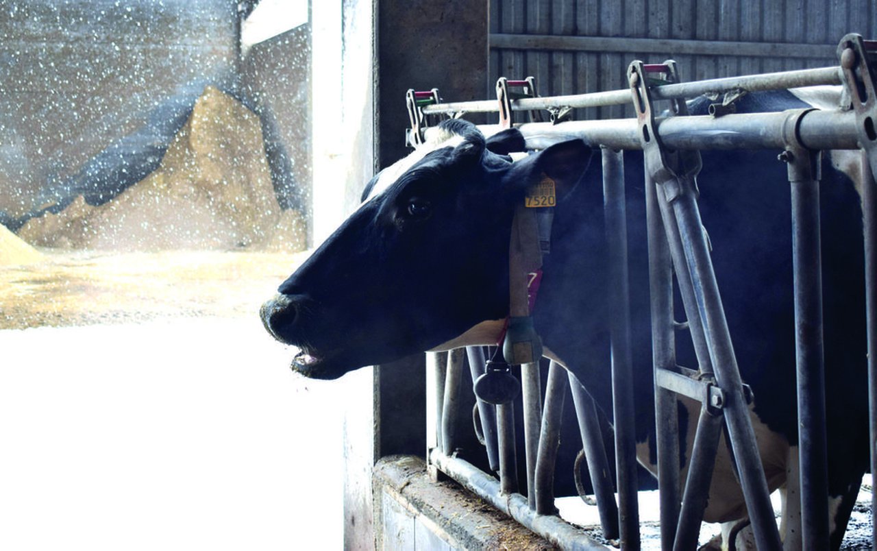 Efecto do estrés por calor e do arrefriamento das vacas no verán na súa eficiencia alimenticia