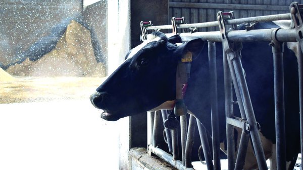 Efecto do estrés por calor e do arrefriamento das vacas no verán na súa eficiencia alimenticia