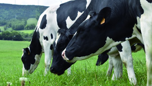 Diagnóstico e control da febre Q no gando vacún