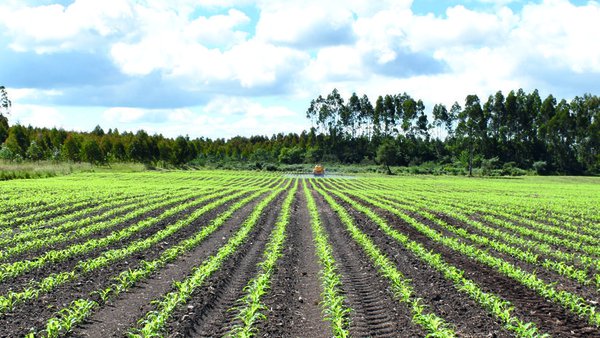 Se autoriza el pago de 300 millones de euros en ayudas a los agricultores por el incremento del precio de los fertilizantes